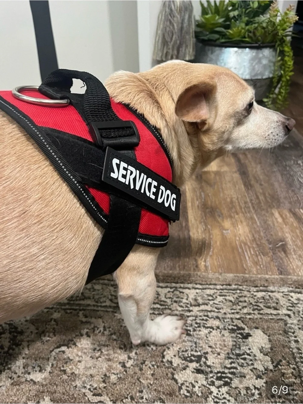 Service dog harness sz Med 25-30 lbs  Excellent condition